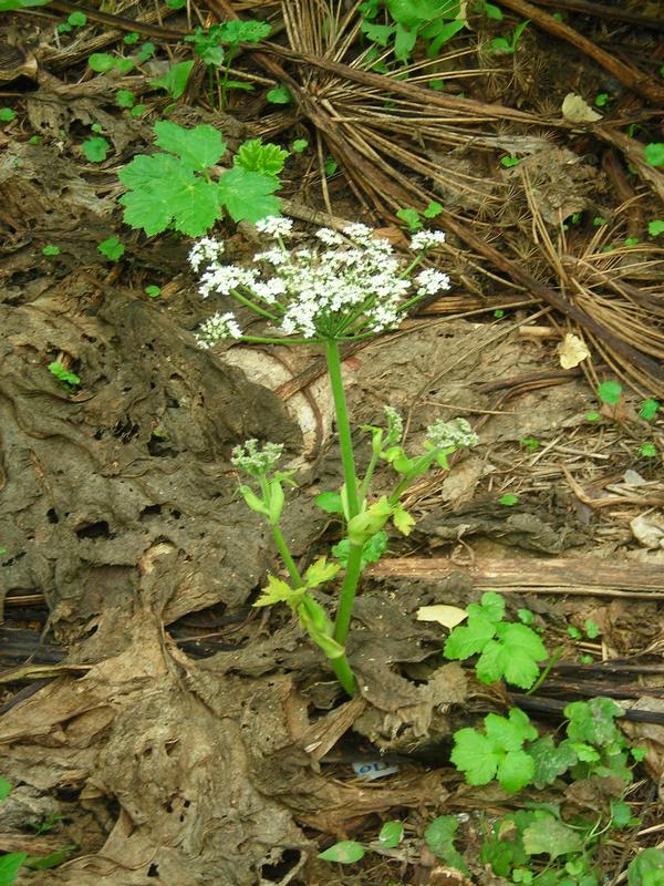 Image of Heracleum sosnowskyi specimen.