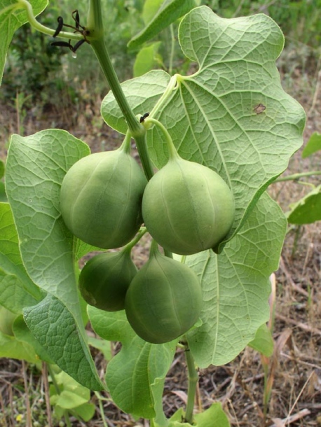 Изображение особи Aristolochia clematitis.