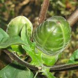 Datura stramonium var. inermis