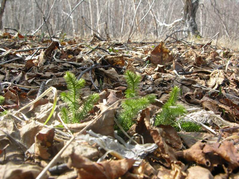 Изображение особи Lycopodium annotinum.