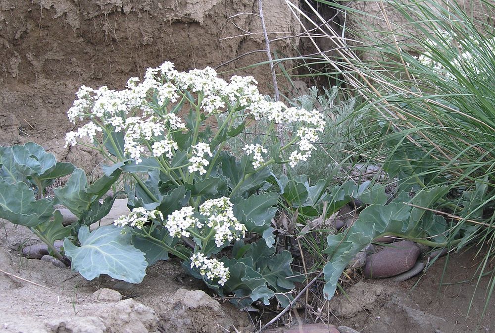 Image of Crambe maritima specimen.