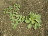 Mertensia maritima. Растения на морском берегу. Камчатский край, Усть-Большерецкий р-н. Июль 2007 г.