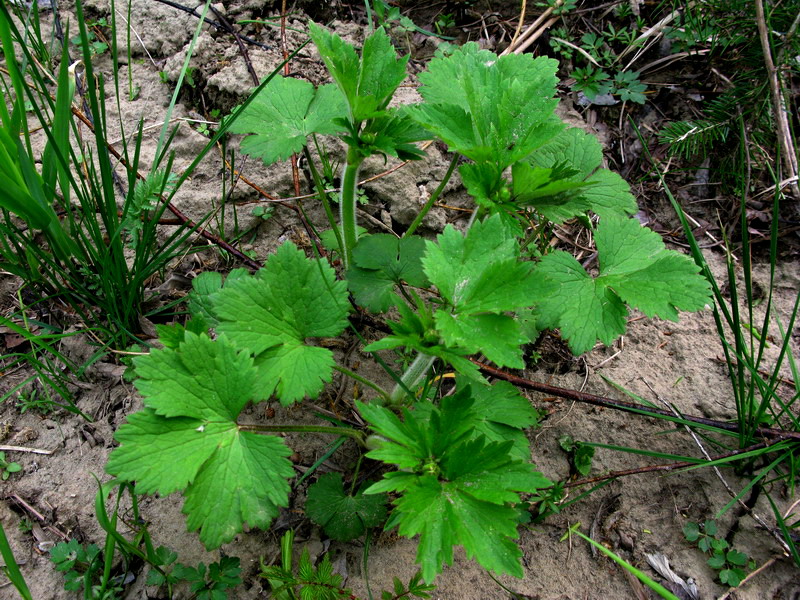 Изображение особи Ranunculus grandifolius.