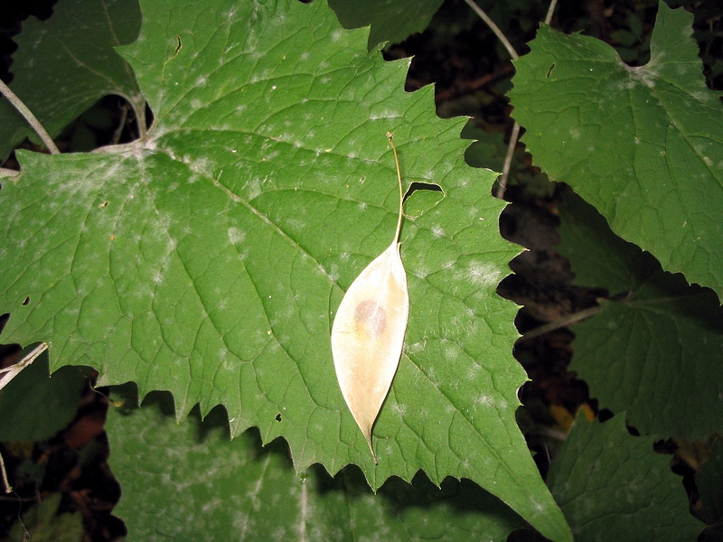 Изображение особи Lunaria rediviva.