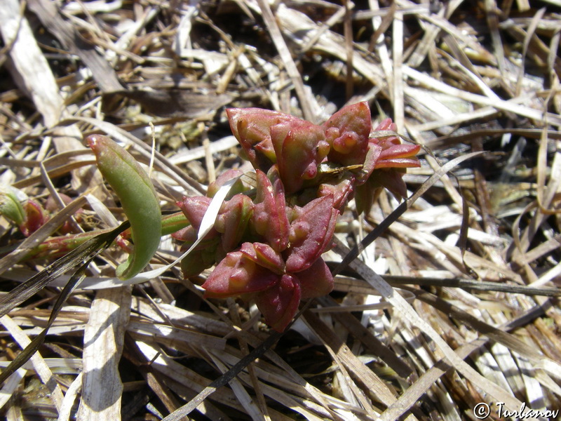 Image of Atriplex prostrata specimen.