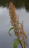 Rumex aquaticus. Верхушка цветущего растения. Архангельская обл., Соловки, о. Бол. Соловецкий, берег небольшого озерка в приморской зоне. 04.08.2015.