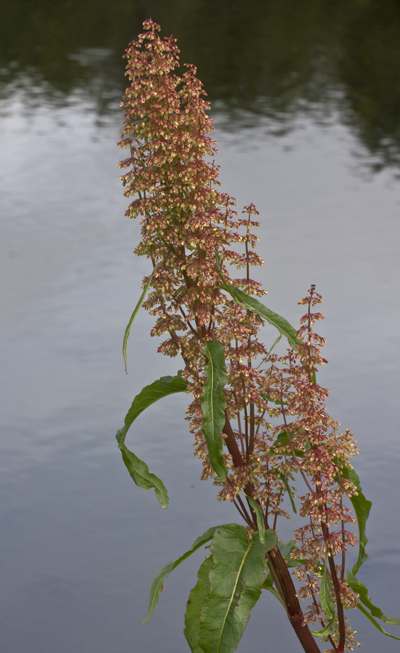 Изображение особи Rumex aquaticus.