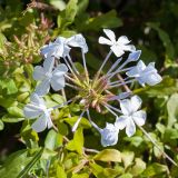 Plumbago auriculata. Соцветие. Черногория, г. Пераст, в культуре. 09.10.2014.