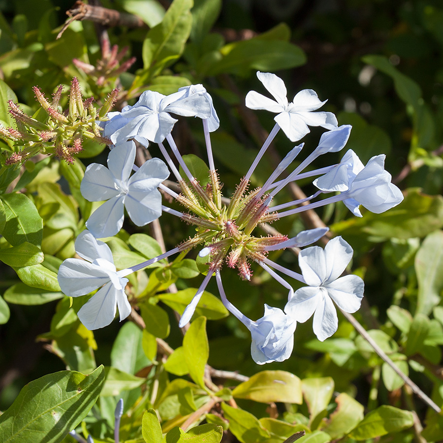 Image of Plumbago auriculata specimen.