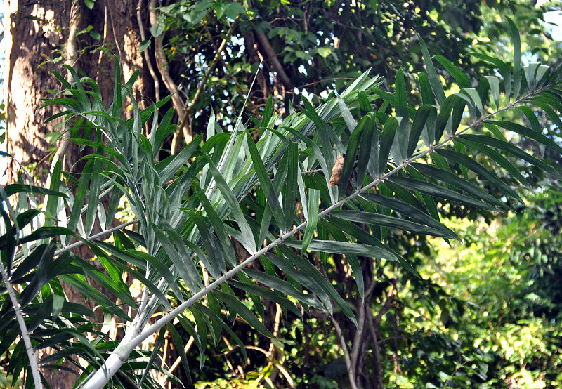 Image of Calamus viminalis specimen.