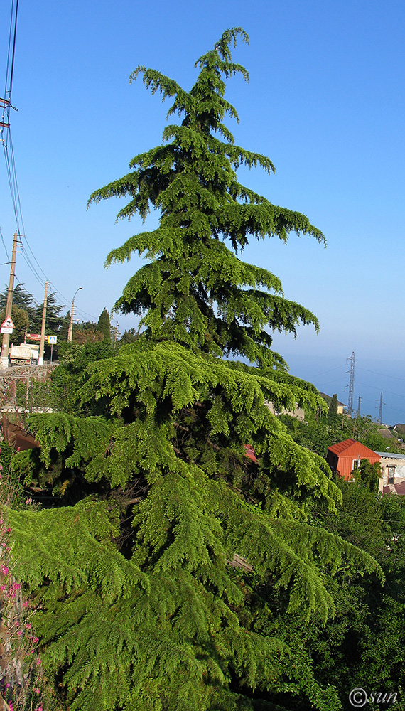 Изображение особи Cedrus deodara.