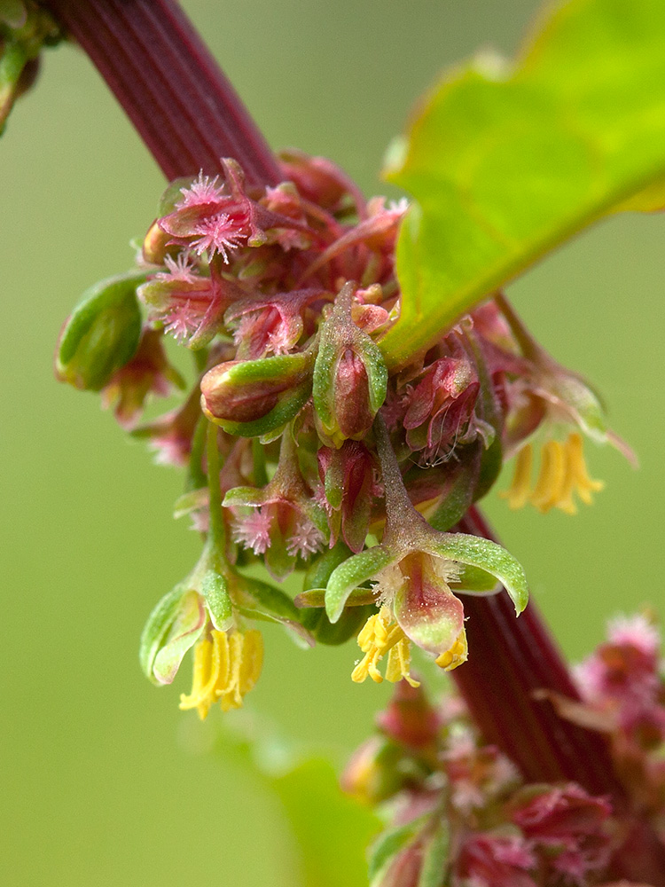 Image of Rumex sylvestris specimen.