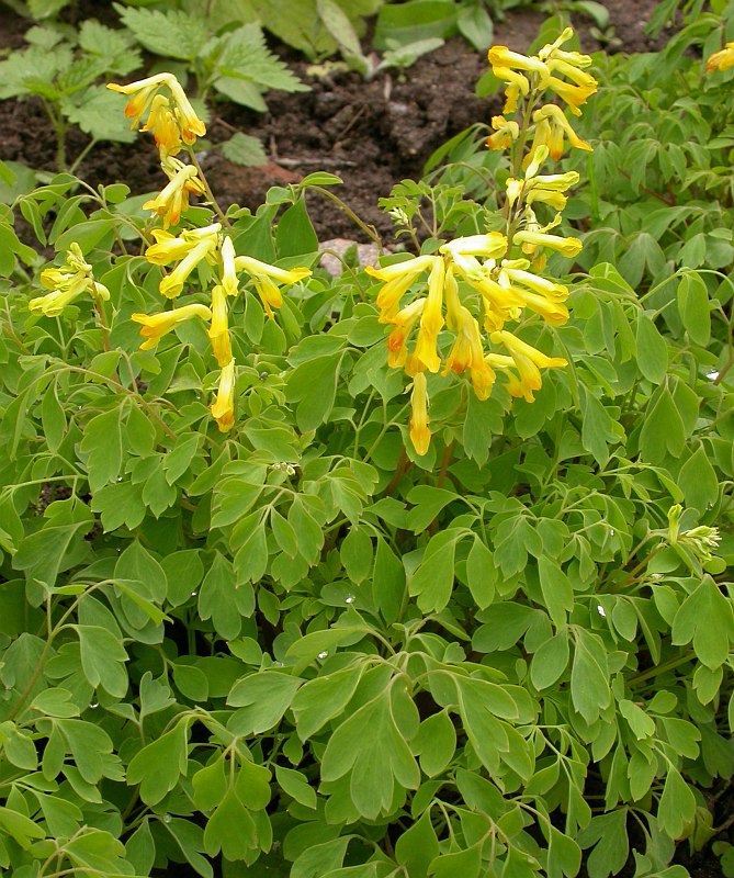 Image of Pseudo-fumaria lutea specimen.