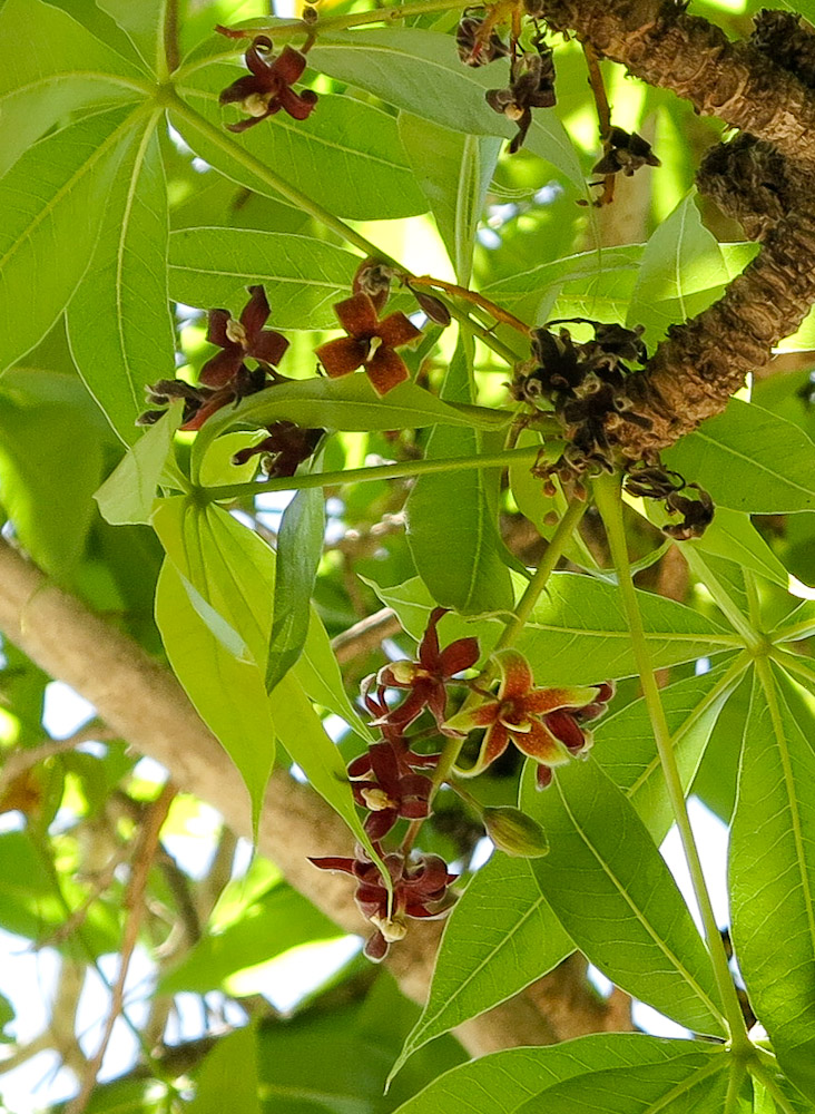 Изображение особи Sterculia foetida.