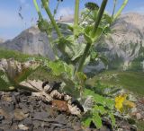 Heracleum leskovii. Основание растения. Адыгея, Кавказский биосферный заповедник, гора Гузерипль, осыпной склон из ожелезнённого слабокарбонатного песчаника с обломками сидерита, ≈ 2150 м н.у.м. 26.07.2015.