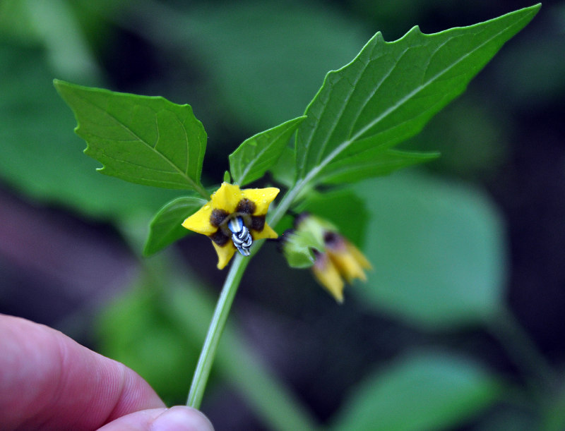 Изображение особи Physalis ixocarpa.