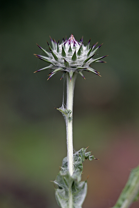 Image of Cousinia microcarpa specimen.
