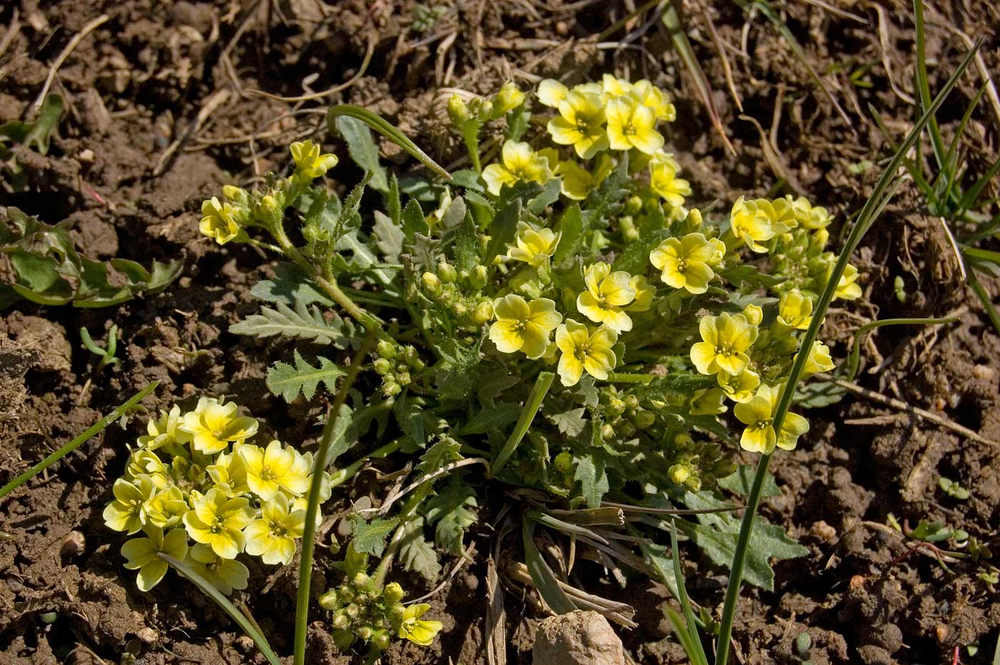 Изображение особи Chorispora sibirica.