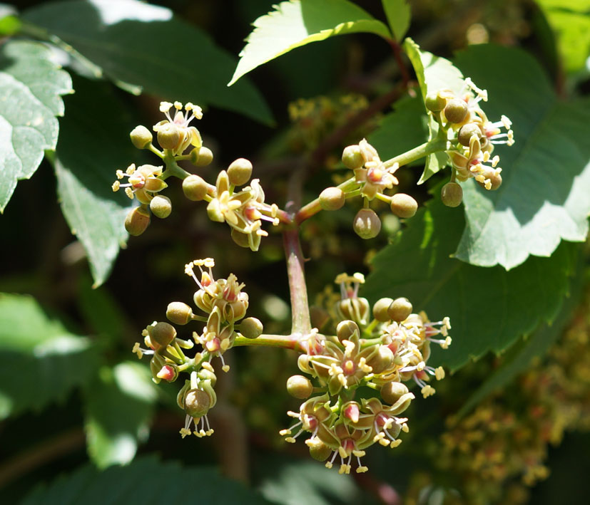 Изображение особи Parthenocissus quinquefolia.