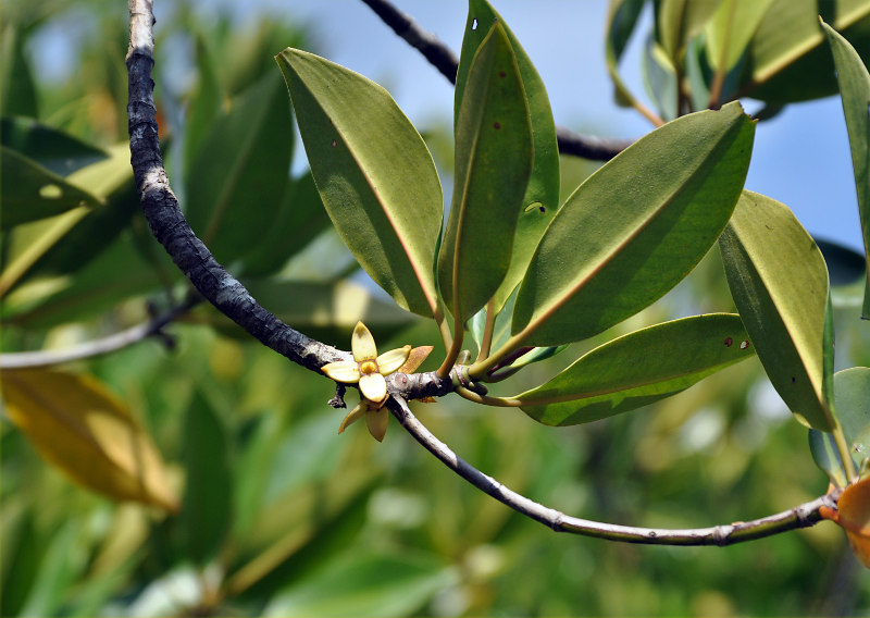 Изображение особи Rhizophora apiculata.