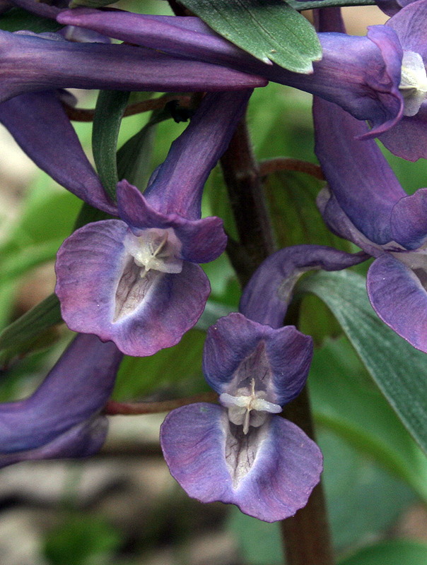 Изображение особи Corydalis solida.