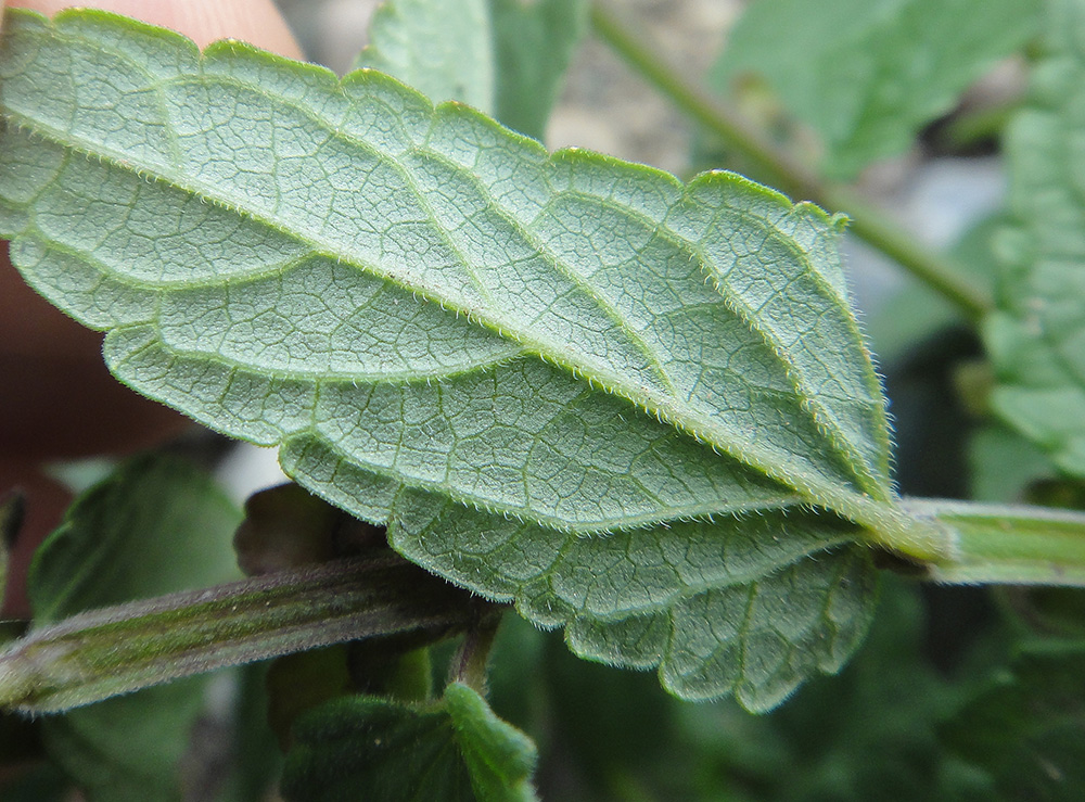 Image of Scutellaria galericulata specimen.