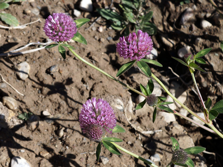 Изображение особи Trifolium pratense.