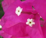 род Bougainvillea. Цветки. Египет, окр. г. Хургада, территория отеля, в озеленении. 06.11.2010.