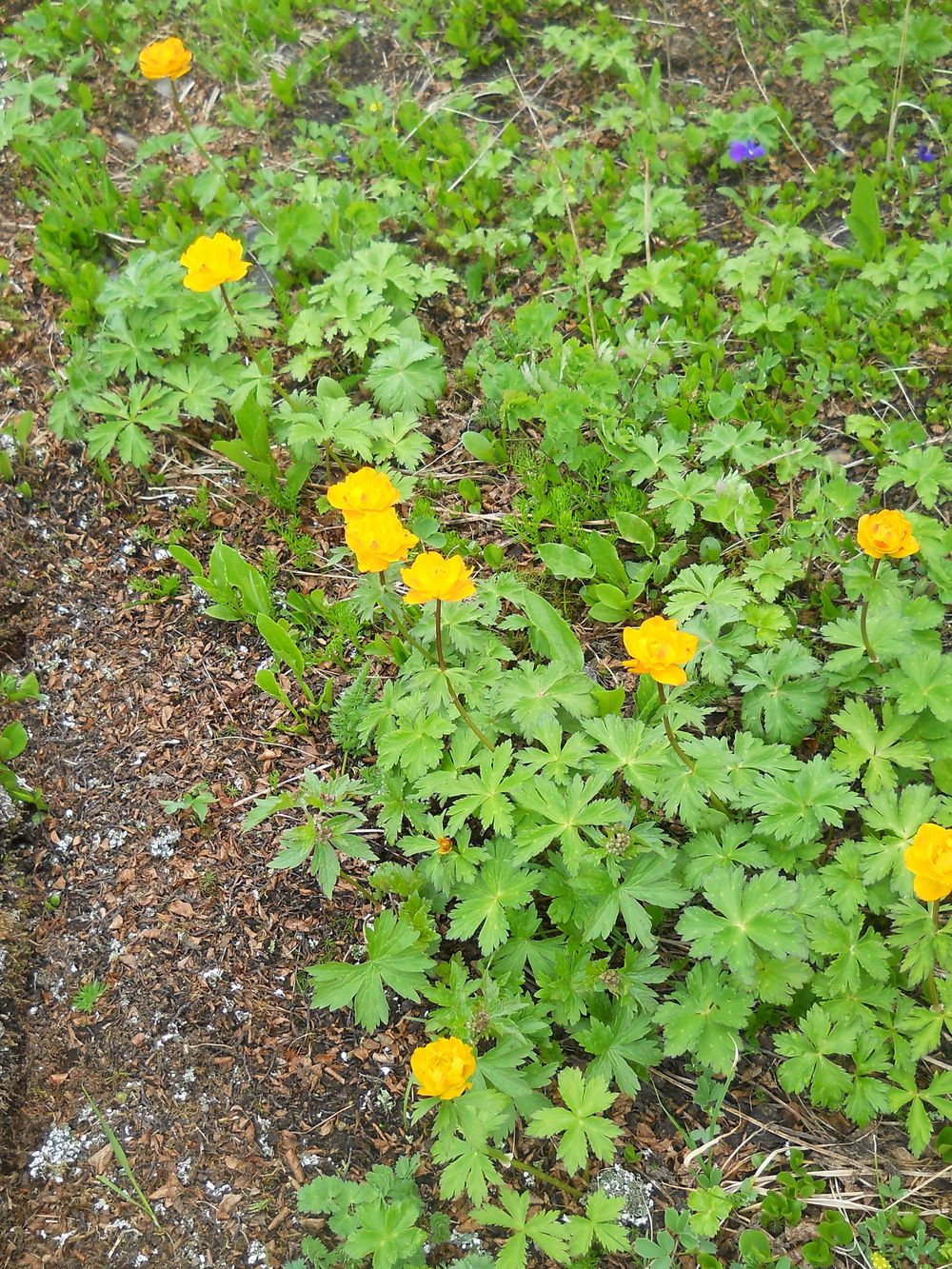 Image of Trollius asiaticus specimen.