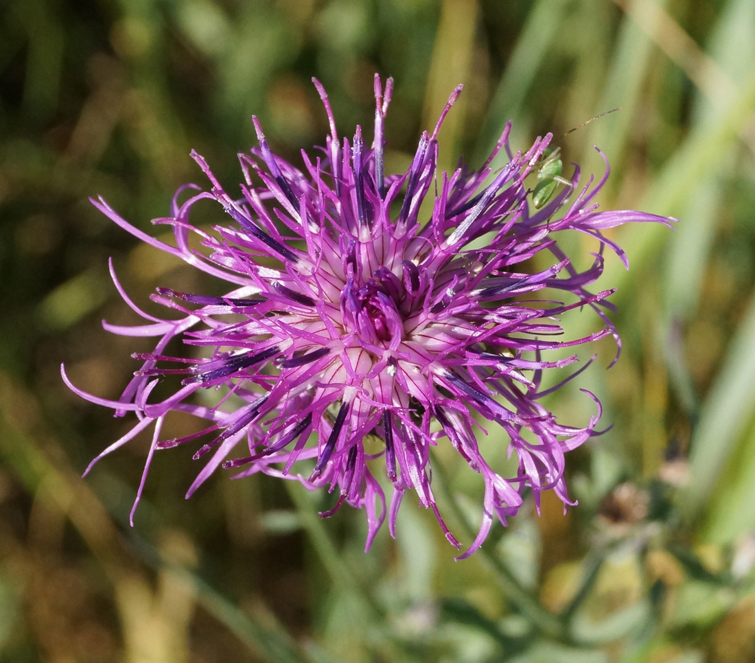 Изображение особи Serratula coronata.