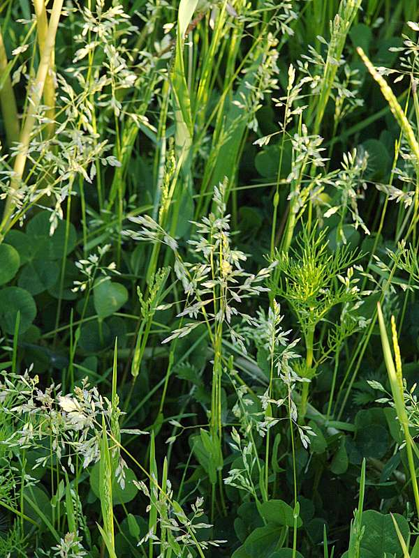 Image of Poa pratensis specimen.