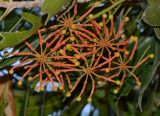 Stenocarpus sinuatus