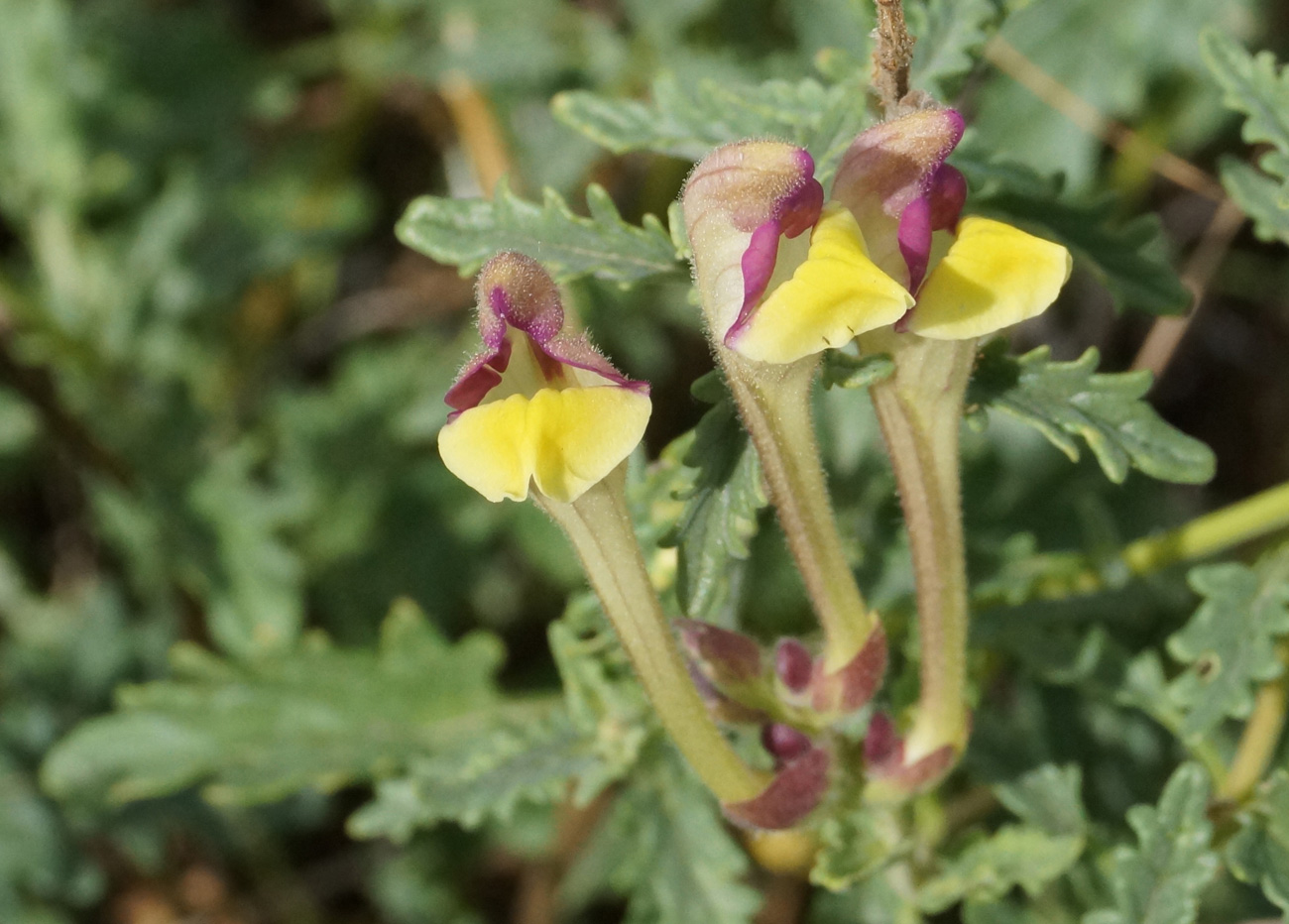 Изображение особи Scutellaria alberti.