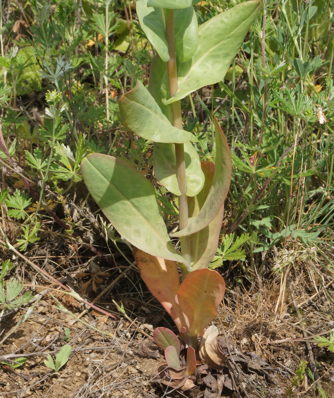 Изображение особи Cerinthe minor.