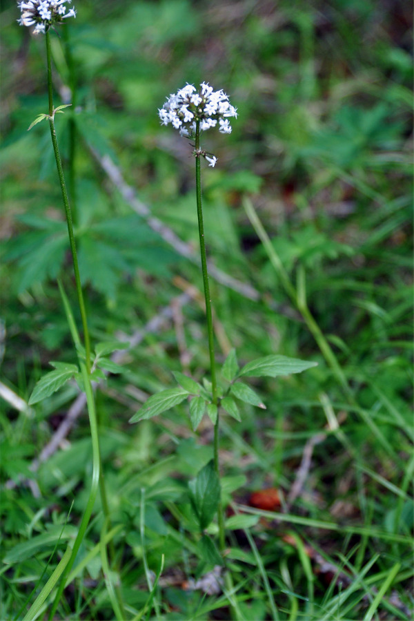 Изображение особи Valeriana altaica.