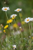 Anthemis melanoloma