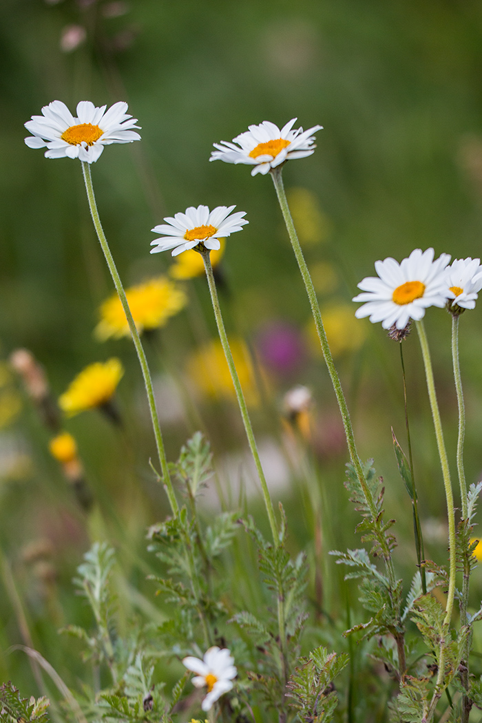 Изображение особи Anthemis melanoloma.