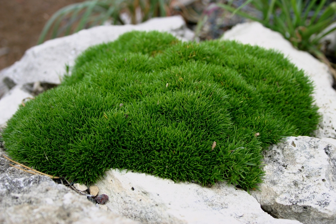 Image of Arenaria kansuensis specimen.