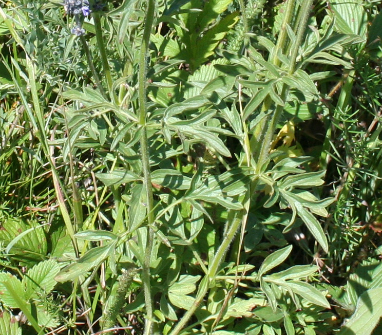 Image of Schizonepeta multifida specimen.