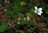 Geranium asiaticum