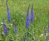 Veronica longifolia