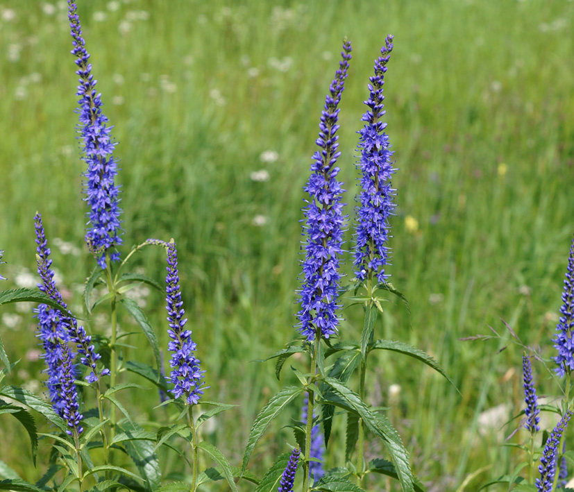 Image of Veronica longifolia specimen.