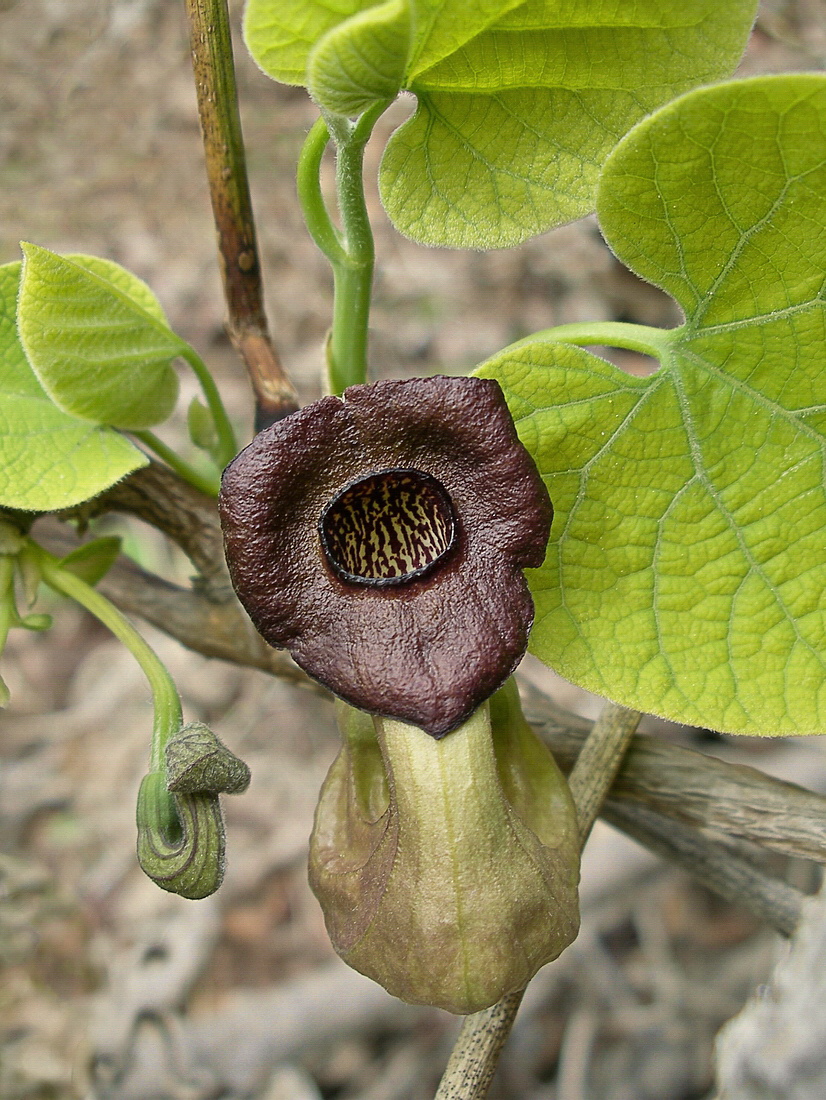 Изображение особи Aristolochia manshuriensis.