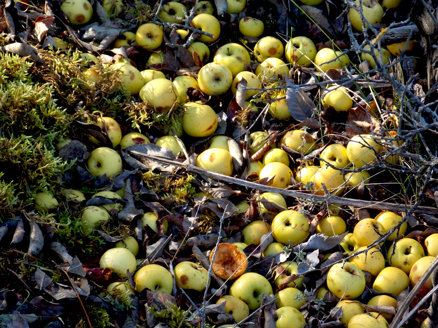 Image of Malus orientalis specimen.