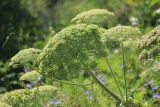 Heracleum stevenii. Соплодия с созревающими плодами и отцвётшие соцветия. Черноморское побережье Кавказа, окр. г. Новороссийск, Маркотхский хр., Нефтяная балка, петрофитная группировка. 30 мая 2015 г.