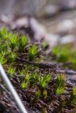 Polytrichum juniperinum