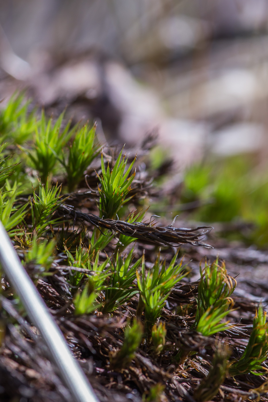 Изображение особи Polytrichum juniperinum.