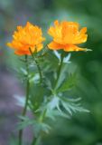 Trollius macropetalus. Верхушки цветущих растений. Пермский край, г. Пермь, Кировский р-н, садовый участок, в культуре. 22.05.2016.