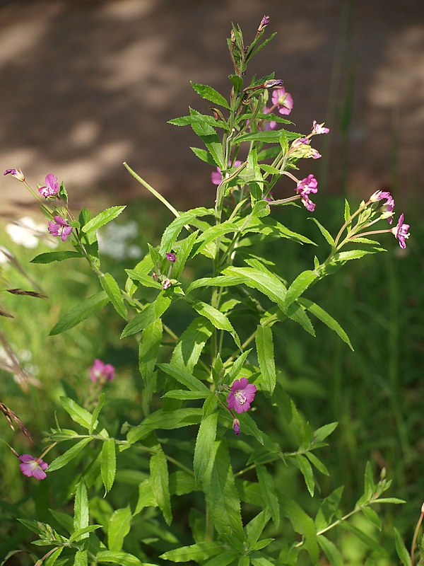 Изображение особи Epilobium hirsutum.