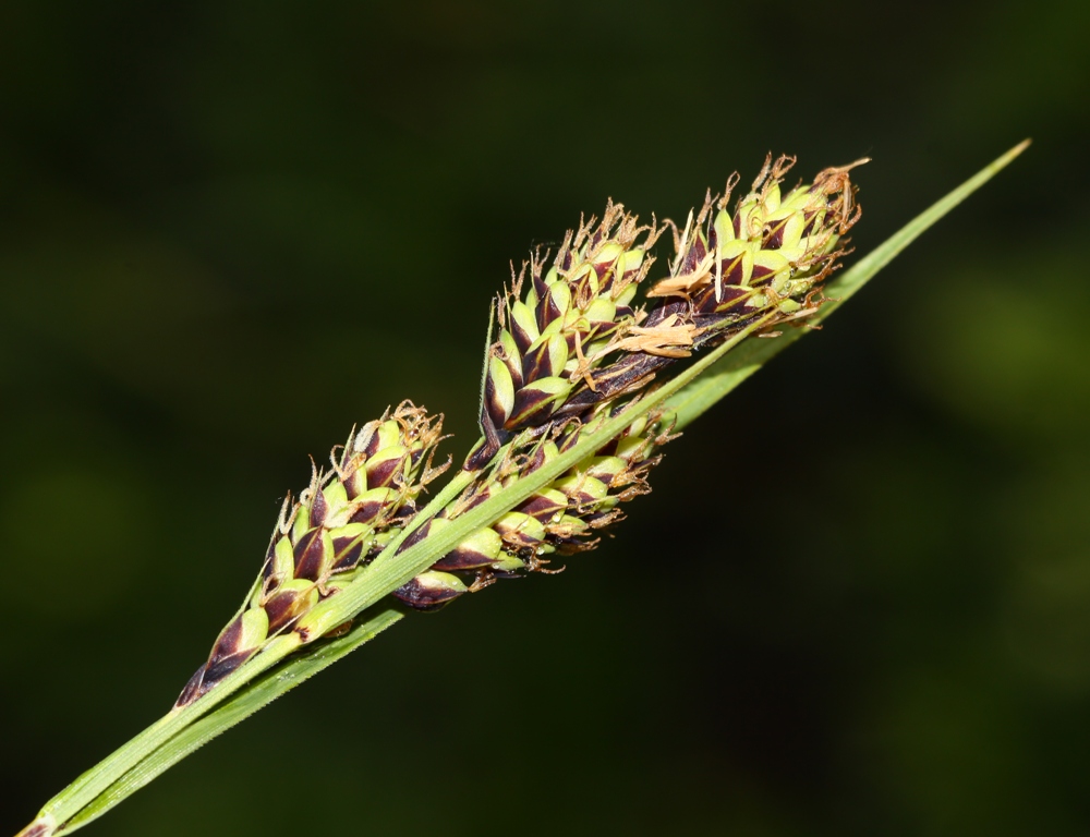 Image of Carex gmelinii specimen.